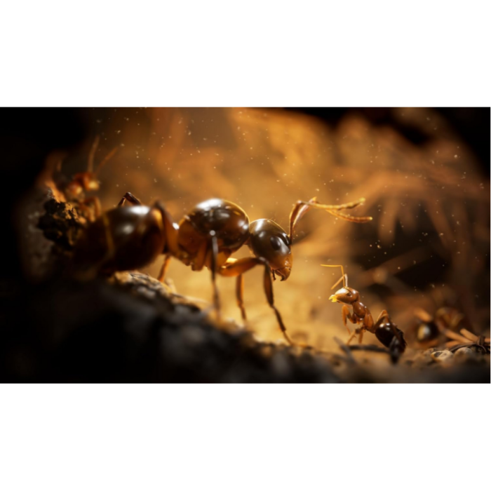 Игры PlayStation 5: Empire of the Ants Limited Edition от Microids в магазине GameBuy, номер фото: 1
